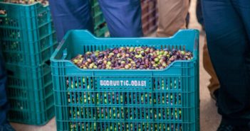 BODRUM ZEYTİNYAĞINA ‘KALİTE’ DOKUNUŞU ÜRETİCİLERE ZEYTİN KASALARI DAĞITILACAK